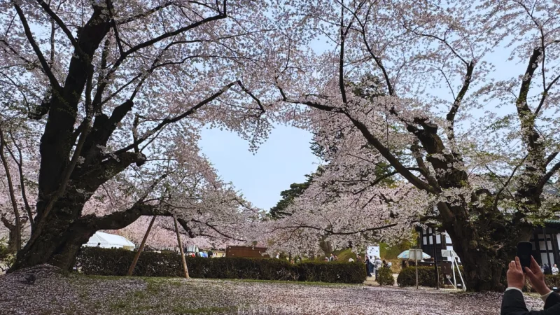 弘前城のハートの桜